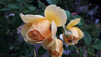 Close-up of yellow rose with bee on petal