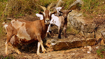 Brown and white goat with kids on rocky terrain