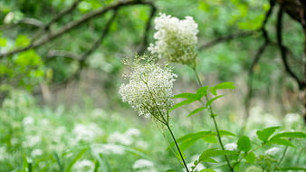White Meadowsweet Flowers Blooming in Green Forest