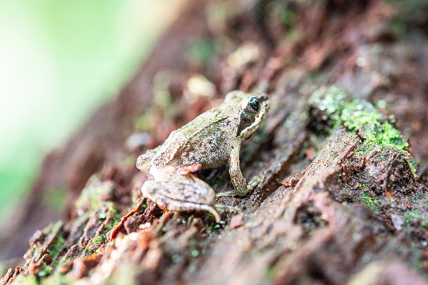 Close-up of a small brown frog on mossy bark