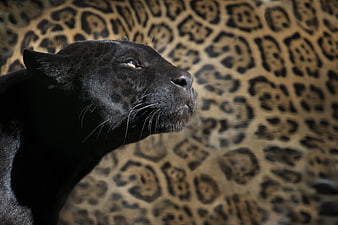 Black Panther Profile Against Leopard Print Background