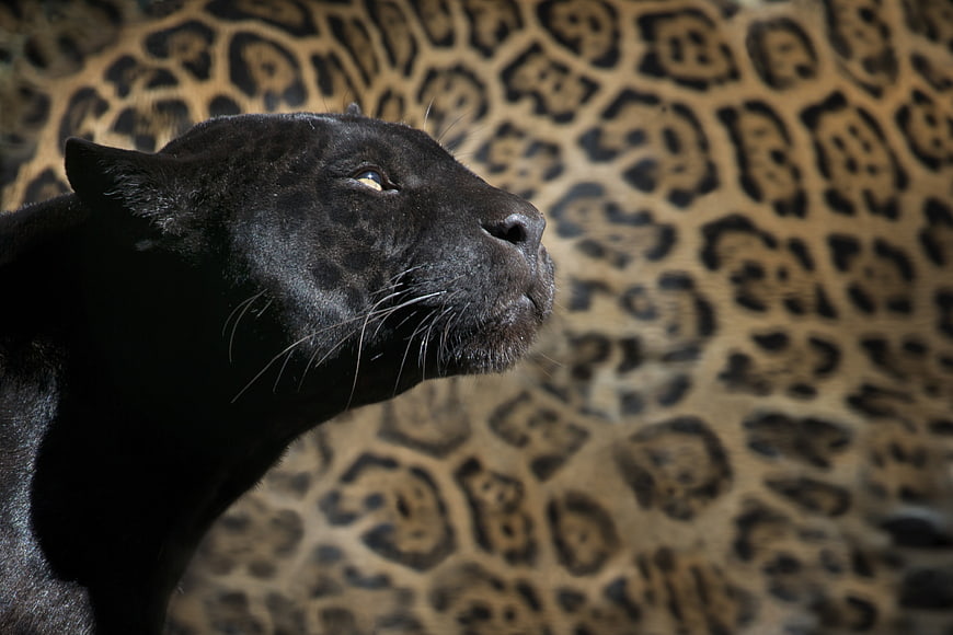 Black Panther Profile Against Leopard Print Background