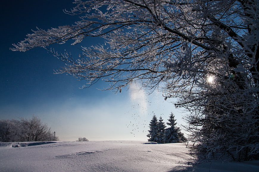 Snow Falling from Frosty Tree Branches in Winter Landscape