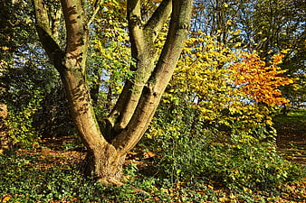 Forked Tree Trunk in Autumn Forest with Golden Leaves
