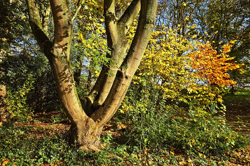Forked Tree Trunk in Autumn Forest with Golden Leaves