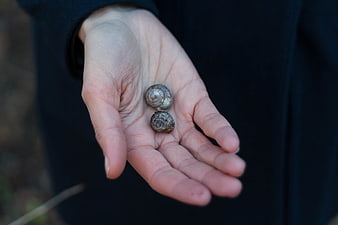 Two small snail shells resting in an open human palm