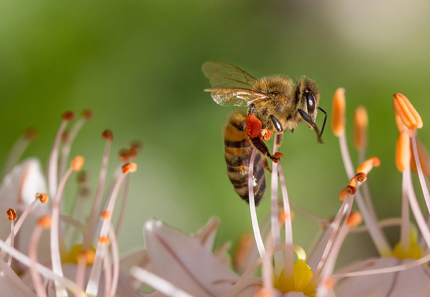 Close-up of Honey Bee Pollinating White Flower