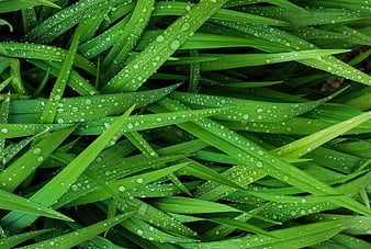 Close-up of vibrant green grass blades with fresh water droplets
