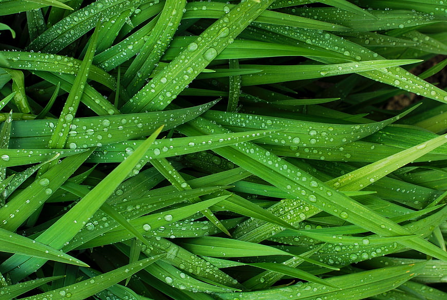 Close-up of vibrant green grass blades with fresh water droplets
