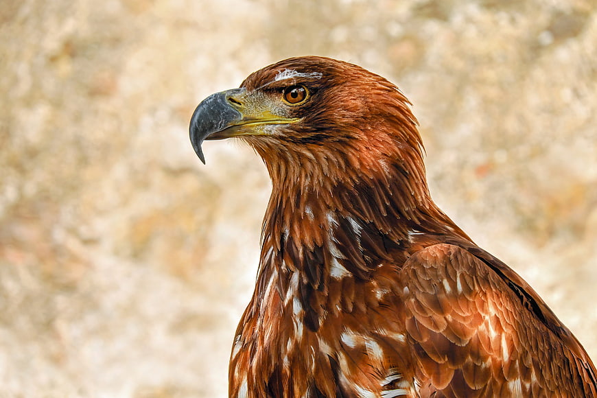 Close-up portrait of a majestic golden eagle head