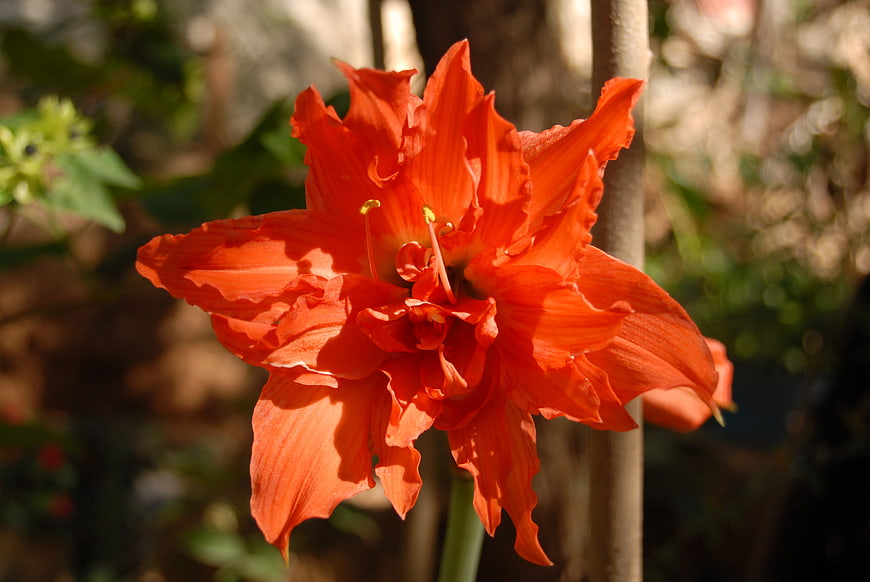 Vibrant Orange Amaryllis Flower in Sunlight