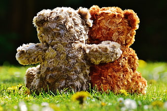 Two Teddy Bears Hugging in Green Grass with Dandelions