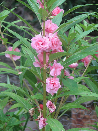 Pink Garden Balsam Flowers on Green Stem