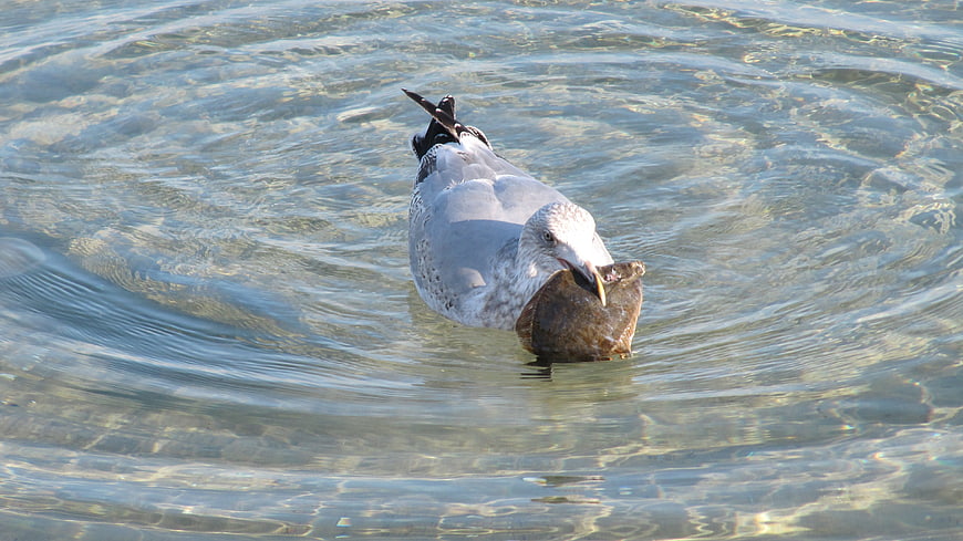 Seagull holding large fish in clear rippling water