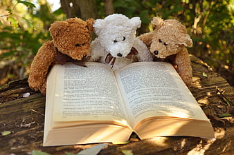 Three teddy bears reading a book in nature
