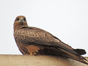 Brown Black Kite Perched on Wall Against White Sky