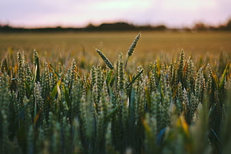 Close-up of green wheat field at sunset with blurred background