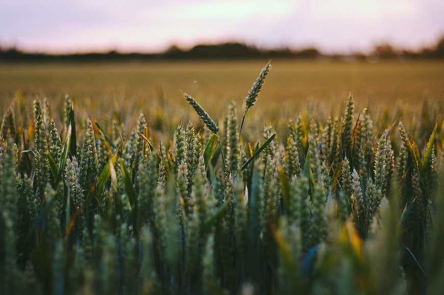 Close-up of green wheat field at sunset with blurred background
