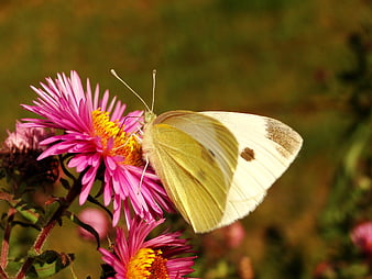 Close-up of a White Butterfly on a Pink Aster Flower