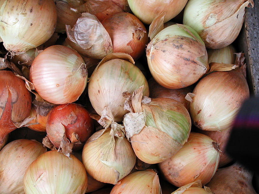 Fresh Yellow Onions in Wooden Crate