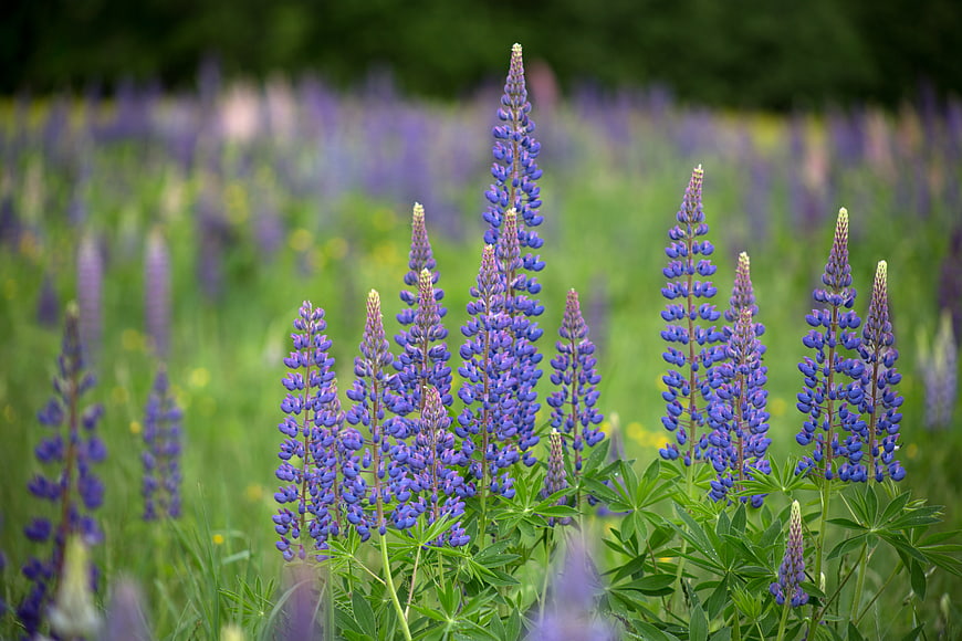 Vibrant Purple Lupine Flowers Blooming in a Green Field