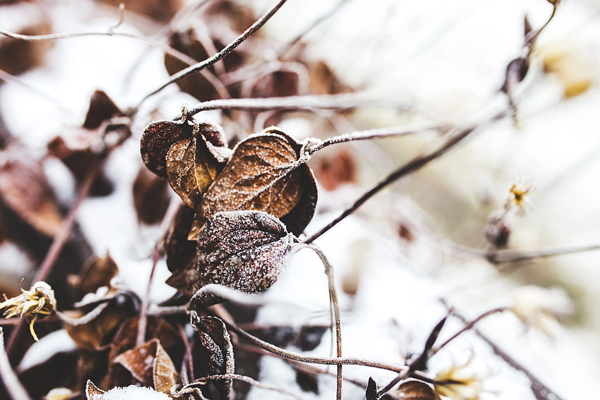 Frosted Withered Leaves on Winter Branches