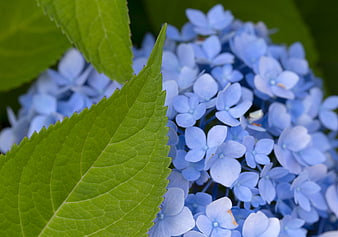 Close-up of Blue Hydrangea Flowers and Green Leaf