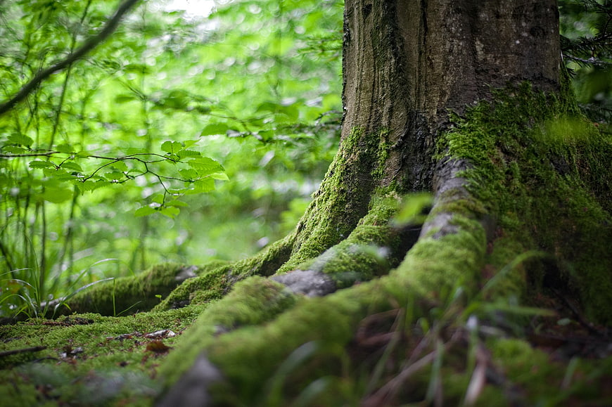 Mossy Tree Roots in a Lush Green Forest