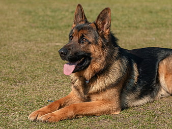 German Shepherd Dog Lying On Green Grass In Sunlight