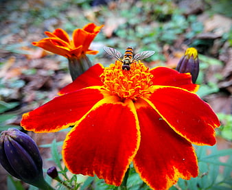 Hoverfly on Vibrant Red and Orange Marigold Flower