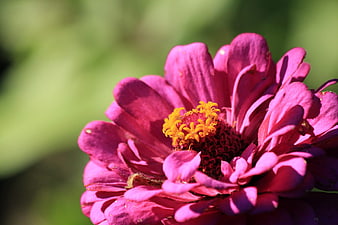 Close-up of vibrant pink zinnia flower with yellow center