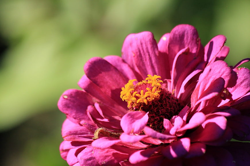 Close-up of vibrant pink zinnia flower with yellow center