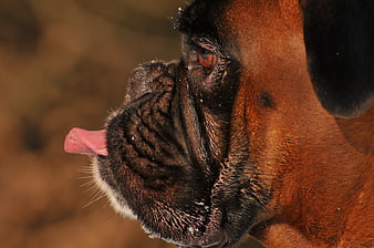 Close-up portrait of a boxer dog licking its nose