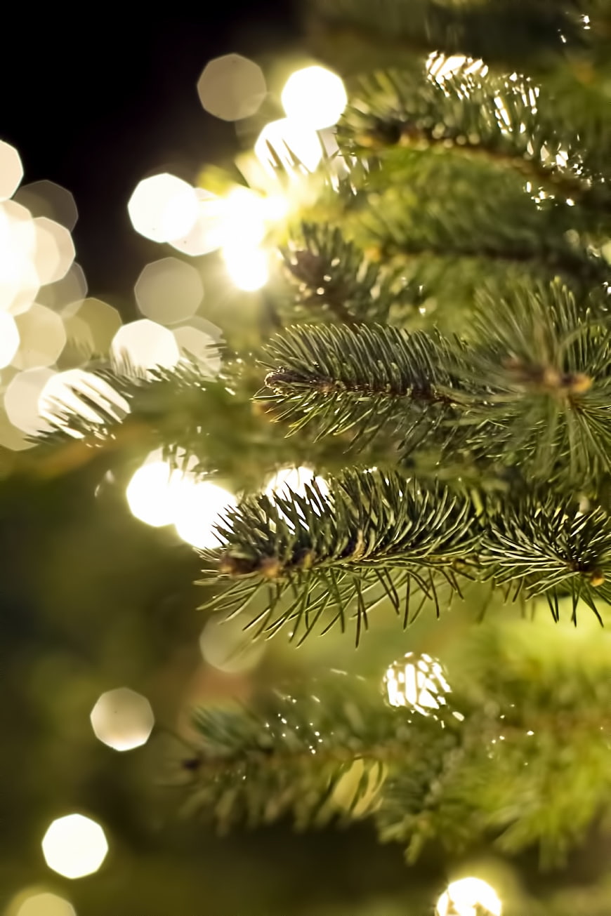 Close-up of fir tree branch with bokeh Christmas lights