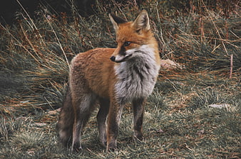 Red fox standing in tall grass in the wild
