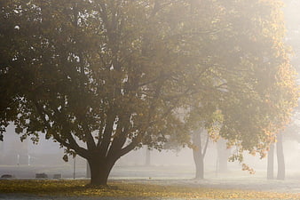 Misty autumn tree with golden sunlight and fallen leaves