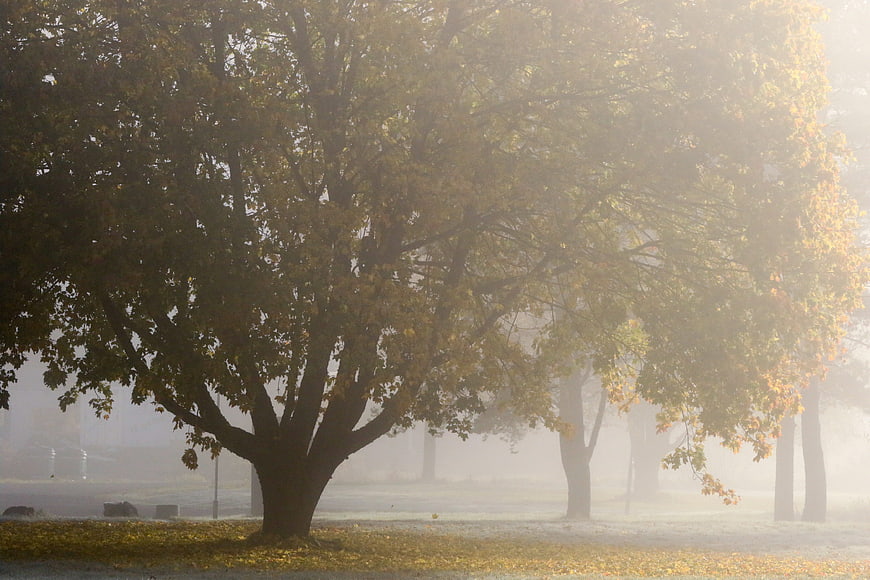 Misty autumn tree with golden sunlight and fallen leaves