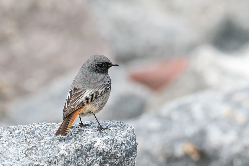 Redstart Bird Perched on Rocky Outcrop