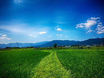 Vibrant Green Rice Fields With Distant Mountains Under Blue Sky
