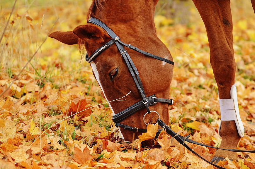 Brown Horse Grazing in Autumn Leaves