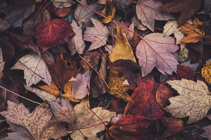 Top View of Colorful Autumn Maple Leaves on Ground
