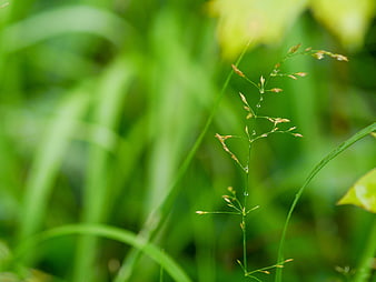 Close-up of grass with dew drops on green blurred background