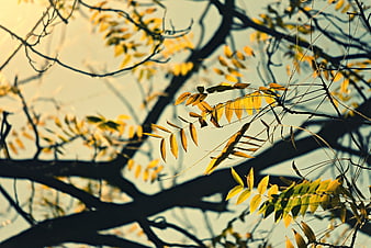 Backlit Autumn Leaves on Tree Branches Against Soft Sky