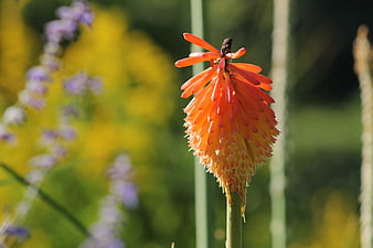 Vibrant Orange Red Hot Poker Flower in Garden