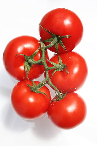 Fresh Red Tomatoes on the Vine Isolated on White Background