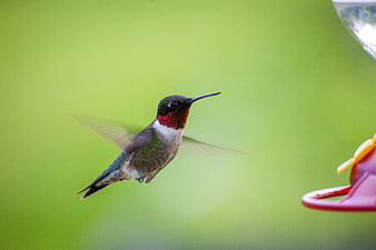 Ruby-throated Hummingbird Hovering Near Feeder