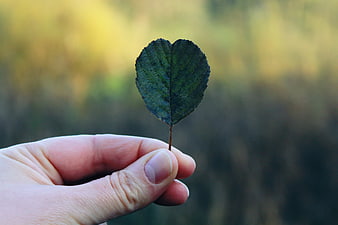 Hand Holding Small Green Leaf Against Blurred Autumn Nature Background