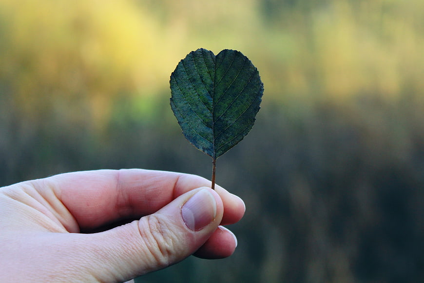 Hand Holding Small Green Leaf Against Blurred Autumn Nature Background