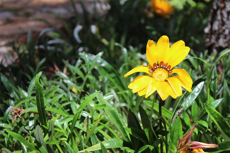 Vibrant Yellow Gazania Flower in Green Garden