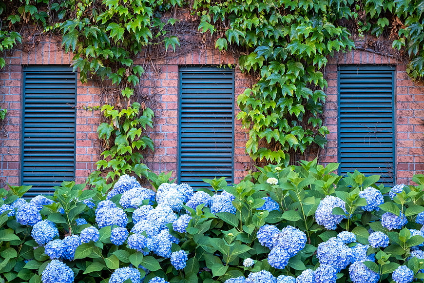 Blue Hydrangeas Blooming Against a Brick Wall with Ivy